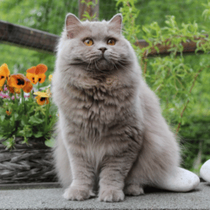 british longhair