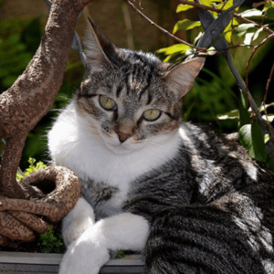 brazilian shorthair