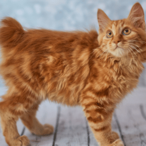 bobtail americano