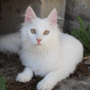 angora turco