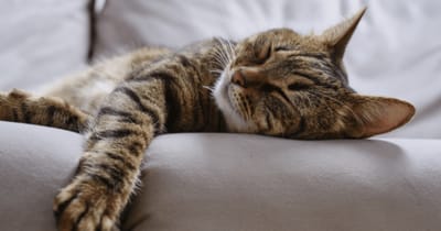 Gatos