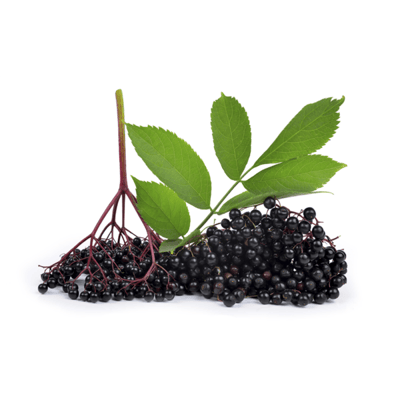 Sambuco nero