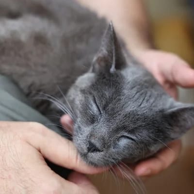 Fusa del gatto
