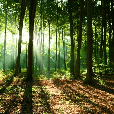 Foresta