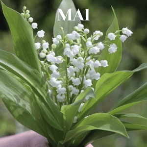 Maggio
