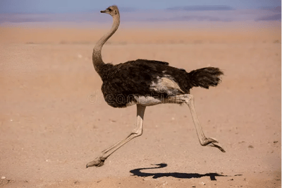 El avestruz