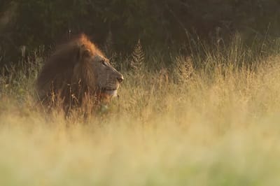 El león