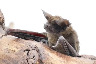 El murciélago cola de ratón