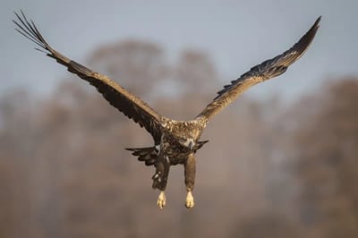 El águila real