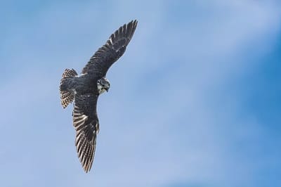 El halcón peregrino