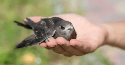 Aves