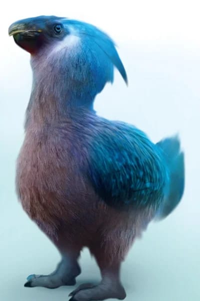 Diricawl (Dodo)