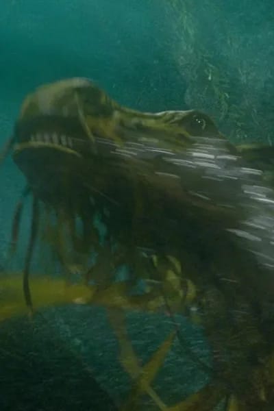 Kelpie