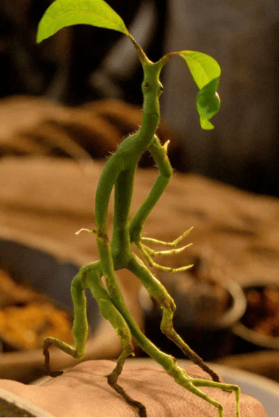 Bowtruckle