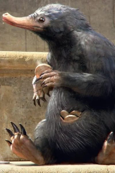 Niffler