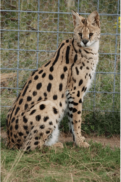 Serval