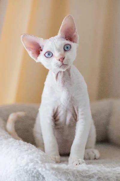 Devon Rex