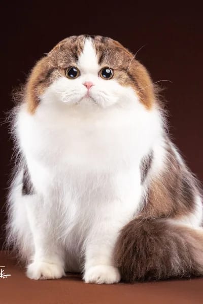 Scottish Fold