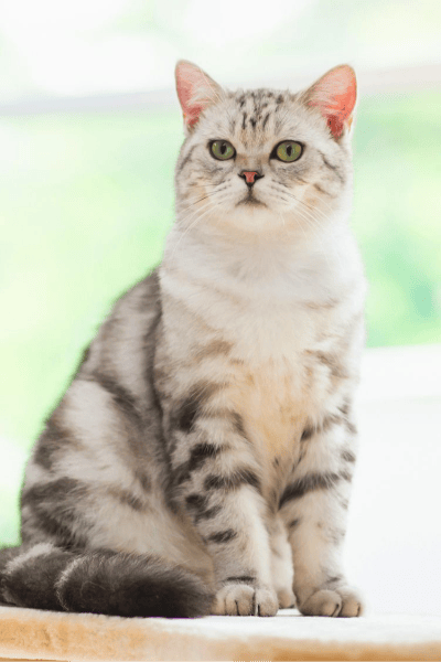 American Shorthair