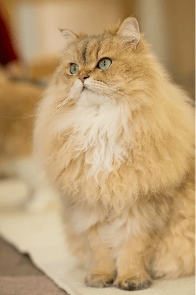 Persiano