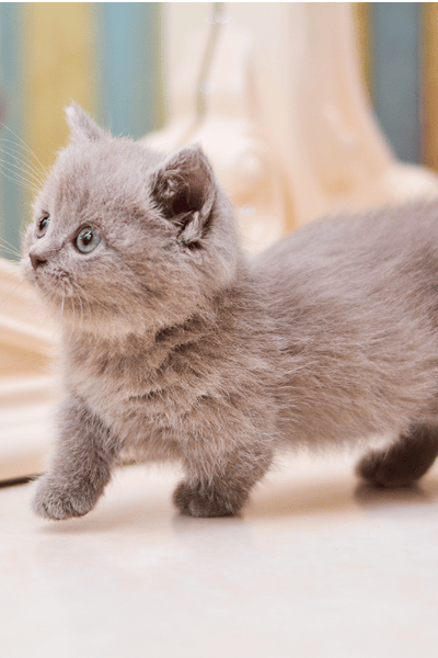 Munchkin