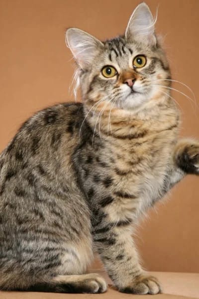 Bobtail Americano