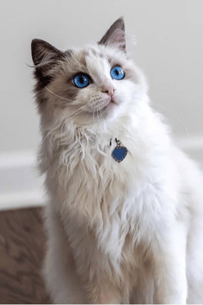 Ragdoll