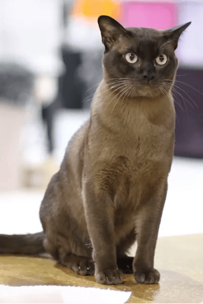 Burmese