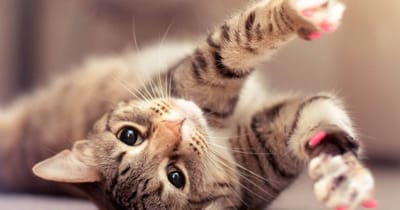 Gatos
