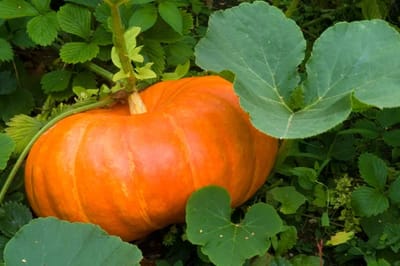 Zucca