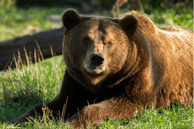 El oso pardo