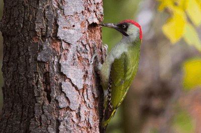 El pájaro carpintero