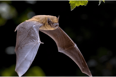 La pipistrela