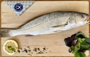 Corvina