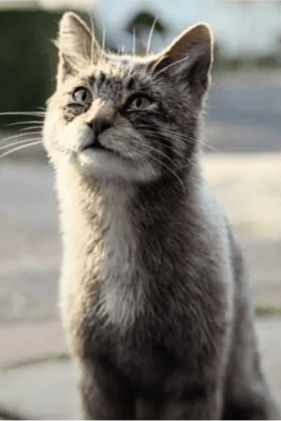 Kirjava