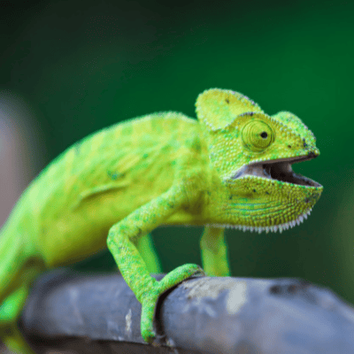 Reptil