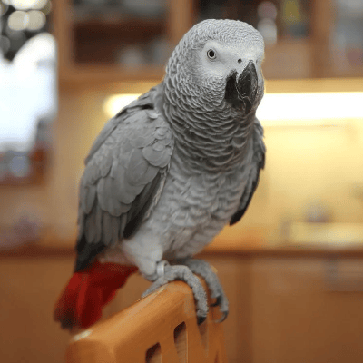Pájaro