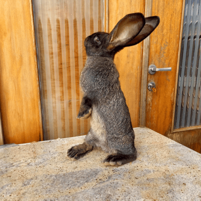 Conejo