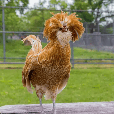 Gallina