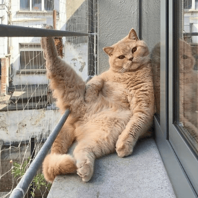 Gato