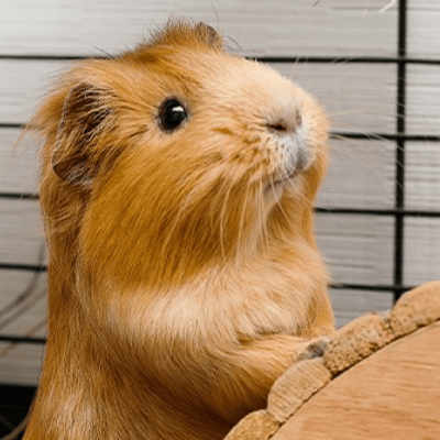 Cobaya