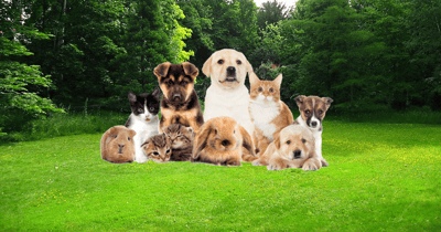 Animais