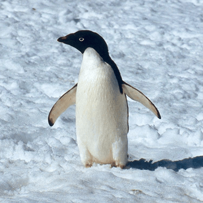 PINGÜINO