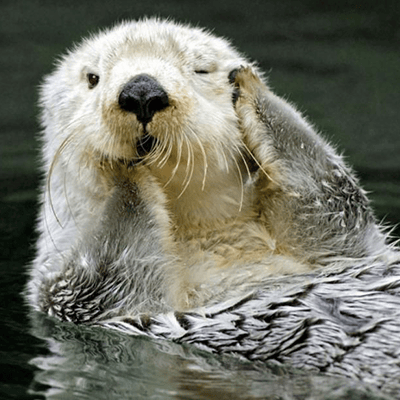 NUTRIA MARINA
