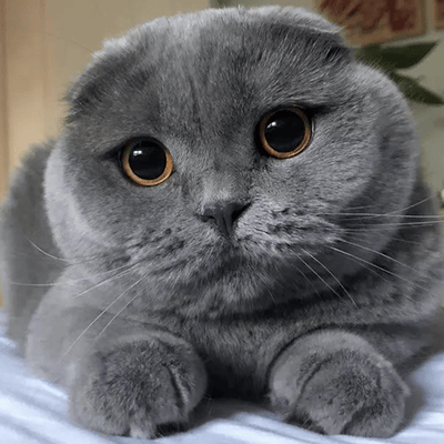 GATO