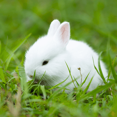 CONEJO