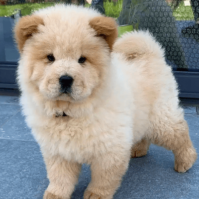 PERRO