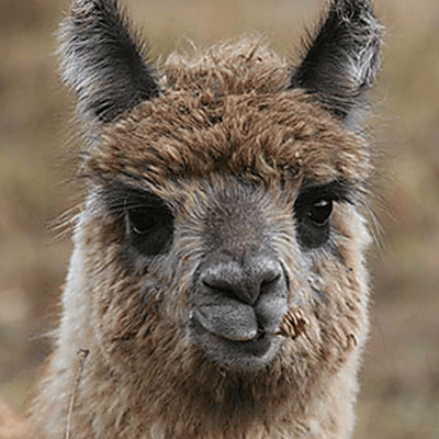 LLAMA