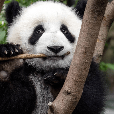 PANDA