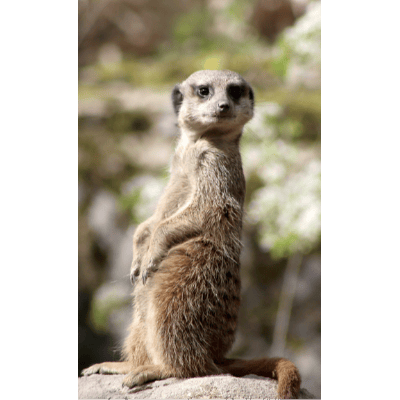 SURICATA